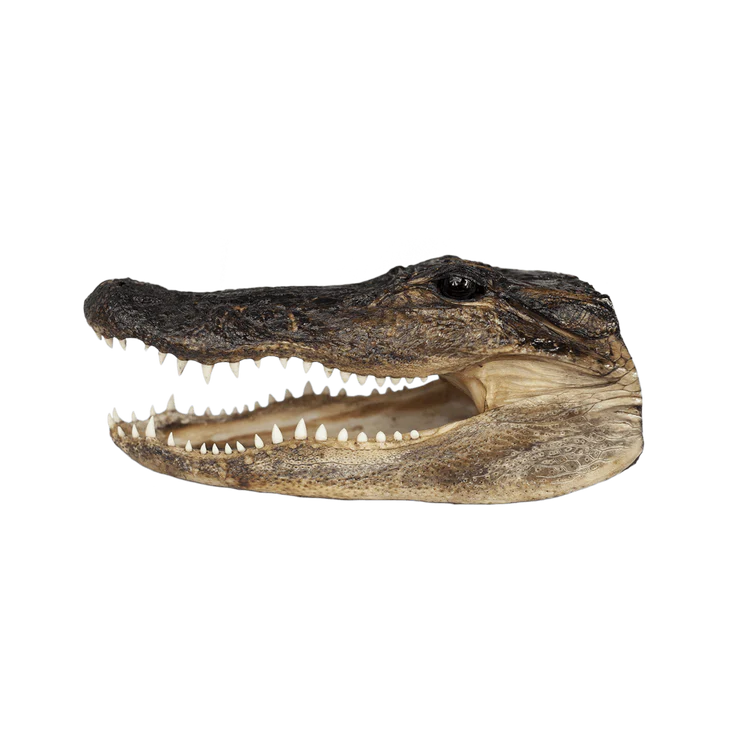 Large Alligator head 10" to 13"