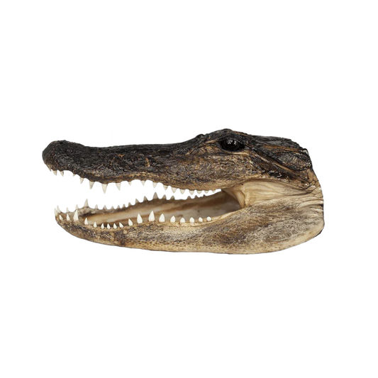 Large Alligator head 10" to 13"